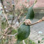 Viburnum carlesii Fruit