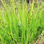 Melica uniflora Агульны выгляд