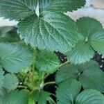 Fragaria × ananassaLeaf