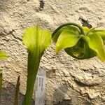 Sarracenia alata Leaf