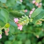 Symphoricarpos albusFlor