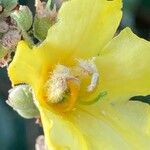 Verbascum densiflorum Flor