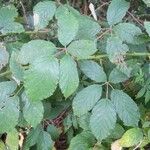 Rubus goniophorus