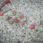 Nemacaulis denudata Hábito