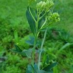 Arnoglossum atriplicifolium Flor