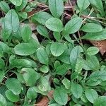 Myosotis latifolia Hoja