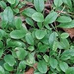 Myosotis latifolia Leaf