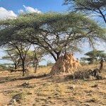 Vachellia tortilis Hábito