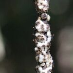 Osodendron altissimum Bark