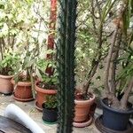 Cereus aethiops Habit