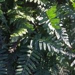 Polypodium vulgareLeaf