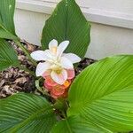 Curcuma zedoaria 花