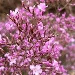 Limonium insigne Flor