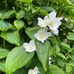 Philadelphus pubescens Blatt