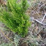 Erica lusitanica Leaf