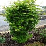 Acer sieboldianum Blad