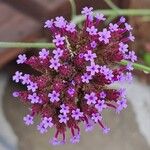 Verbena bonariensisFleur