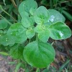 Salpichroa origanifolia Leaf