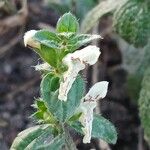 Stachys recta Blüte