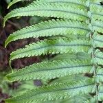 Dryopteris cycadina Liść