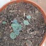 Sedum sieboldii Hoja