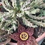 Orbea variegata 花