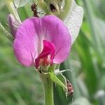 Vicia sativaFleur