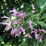 Fuchsia paniculata Агульны выгляд