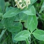 Trifolium medium Blatt