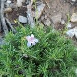 Penstemon linarioides Flor