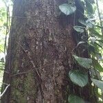 Dendrobangia boliviana 樹皮