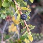 Vaccinium varingiifolium Fruit