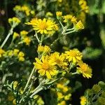 Jacobaea erucifoliaFlower