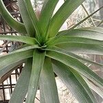 Tillandsia baileyi Feuille