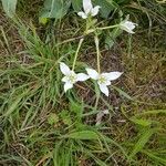 Ornithogalum gussonei Fleur