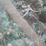 Leptospermum lanigerum 树皮