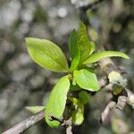 Prunus spinosa Листок