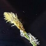 Carex umbrosa Virág