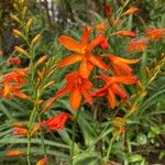 Crocosmia aureaBlomst