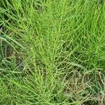 Equisetum arvenseLeaf