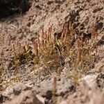 Tagetes multiflora फूल