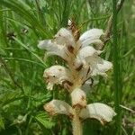 Orobanche caryophyllacea Blomst