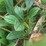 Tuberaria lignosa Blatt