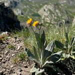 Senecio doronicum Vivejo