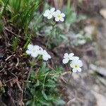 Androsace obtusifolia Fula