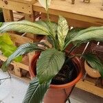 Spathiphyllum wendlandii Hoja