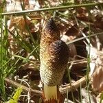 Equisetum telmateia Leaf