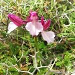 Anacamptis papilionacea Цвят