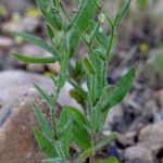 Tuberaria guttata Fuelha