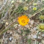 Calendula arvensisBlomst